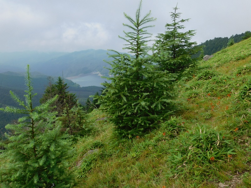 モミの若木と山野草