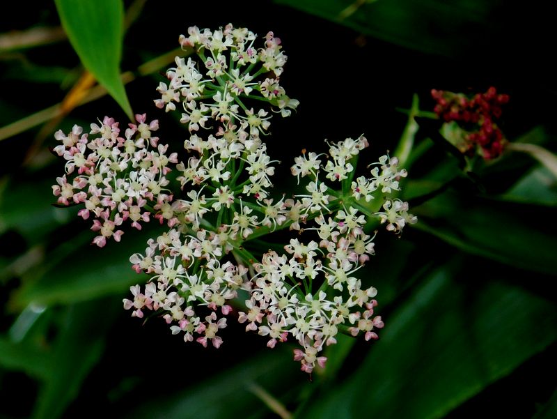 カノツメソウに似ている