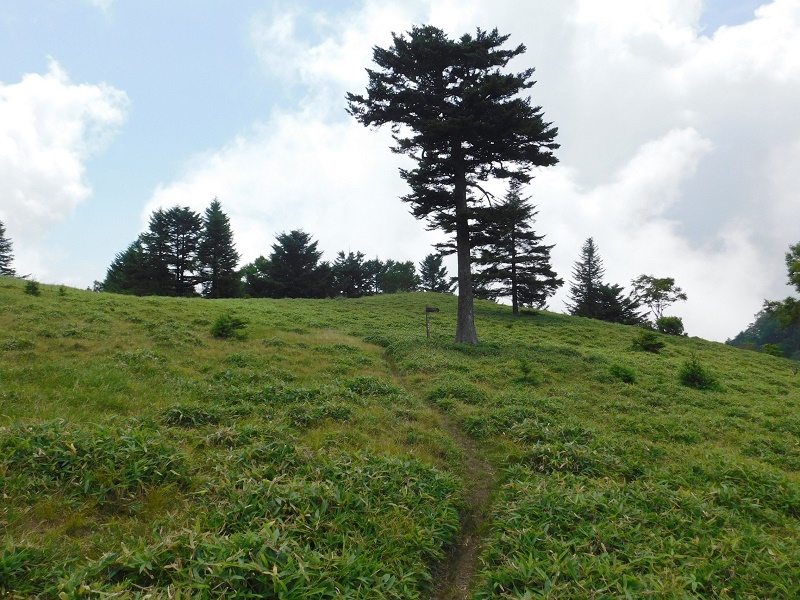 狼平のシンボルの木