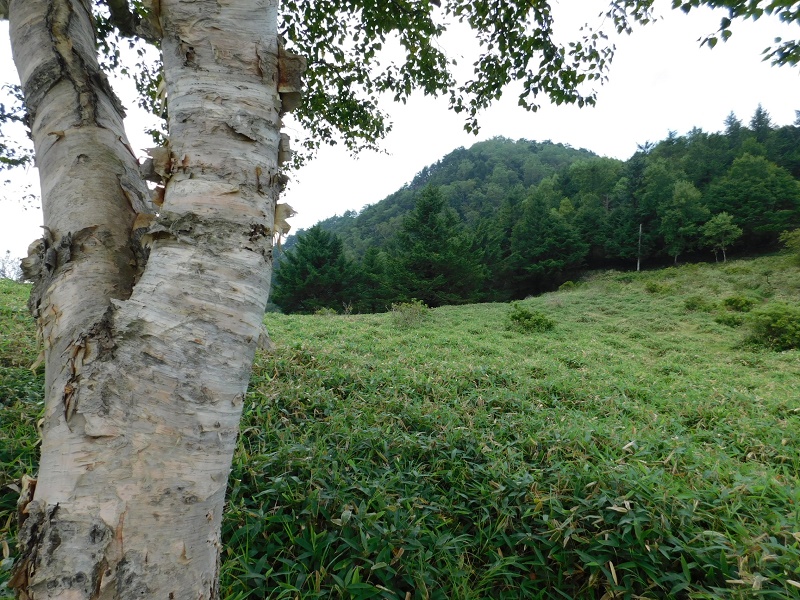 木陰を提供してくれる木