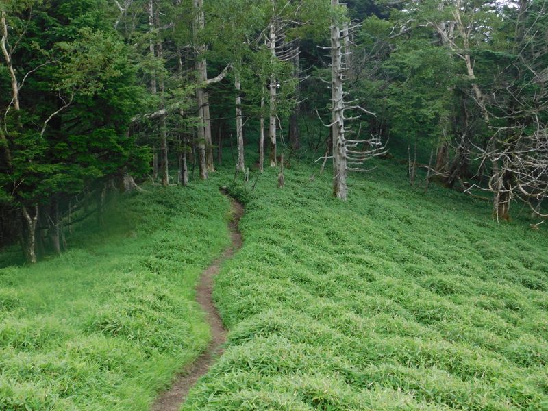 草原と樹林帯が交互に繰り返す