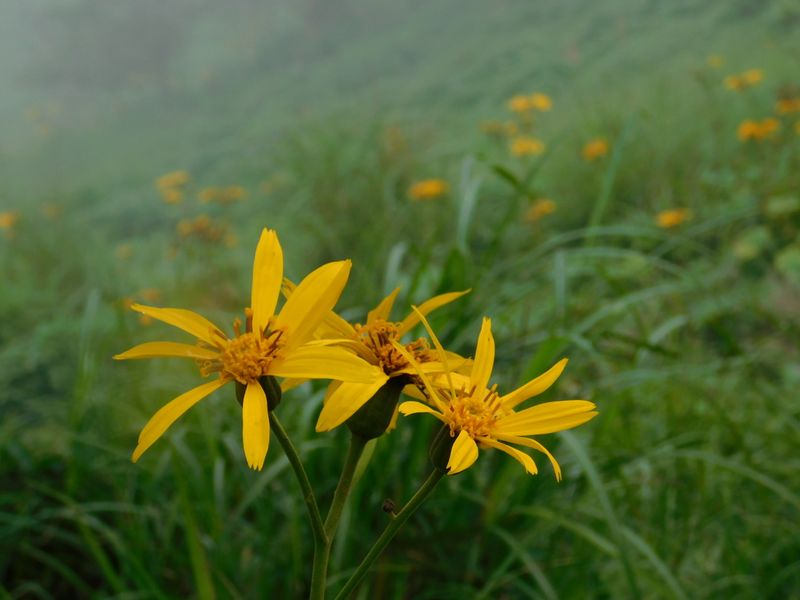 マルバダケブキ