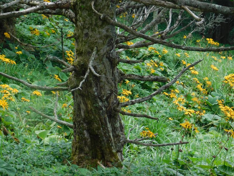マルバダケブキのお花畑