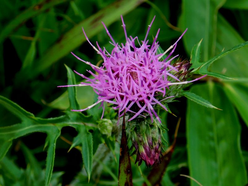 何アザミかな？