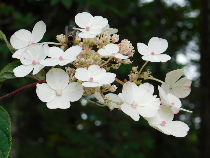 これもツルアジサイかな？？？