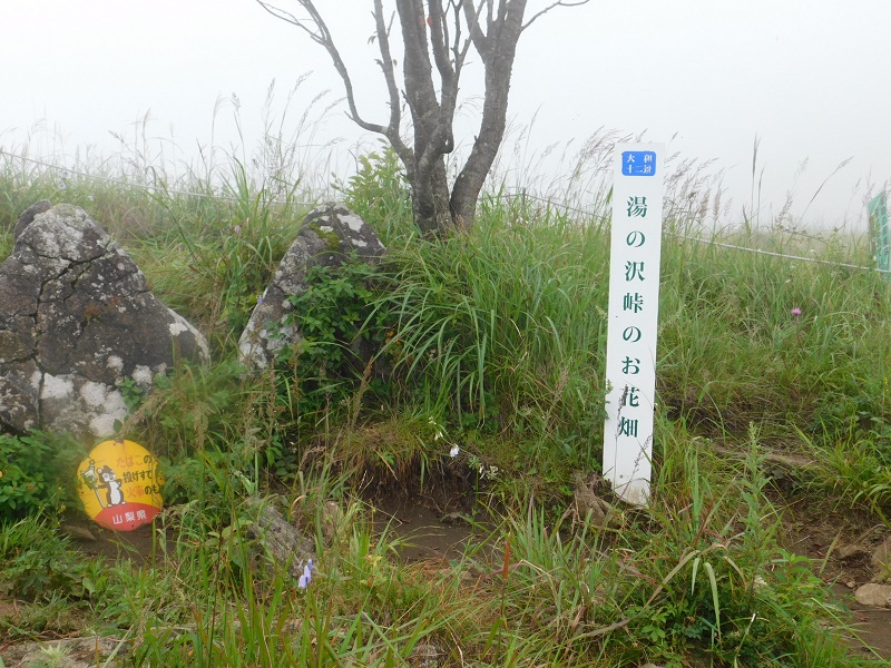 湯ノ沢峠のお花畑