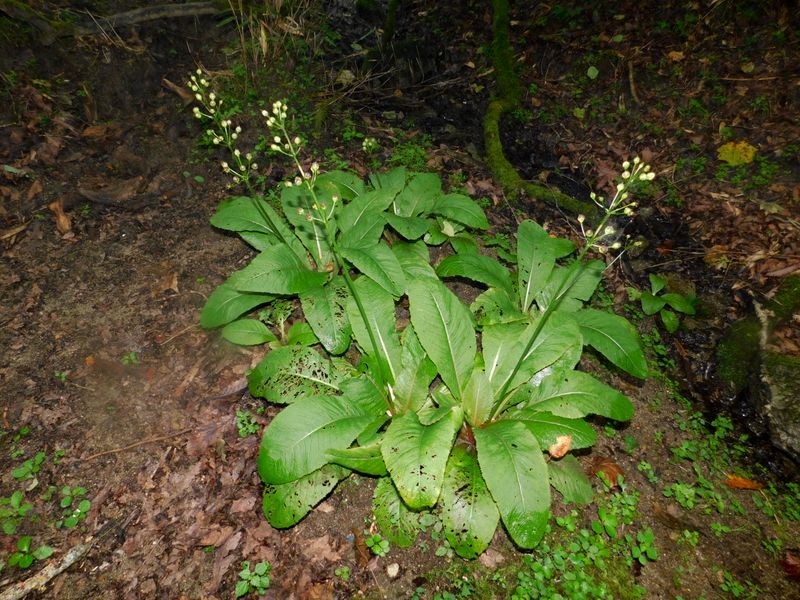 結実したクリンソウ