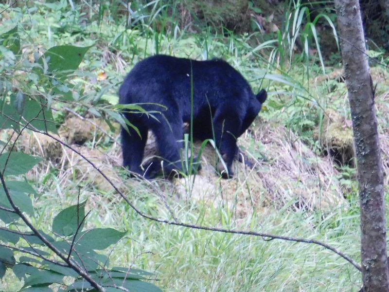あっ、クマだ！！ 