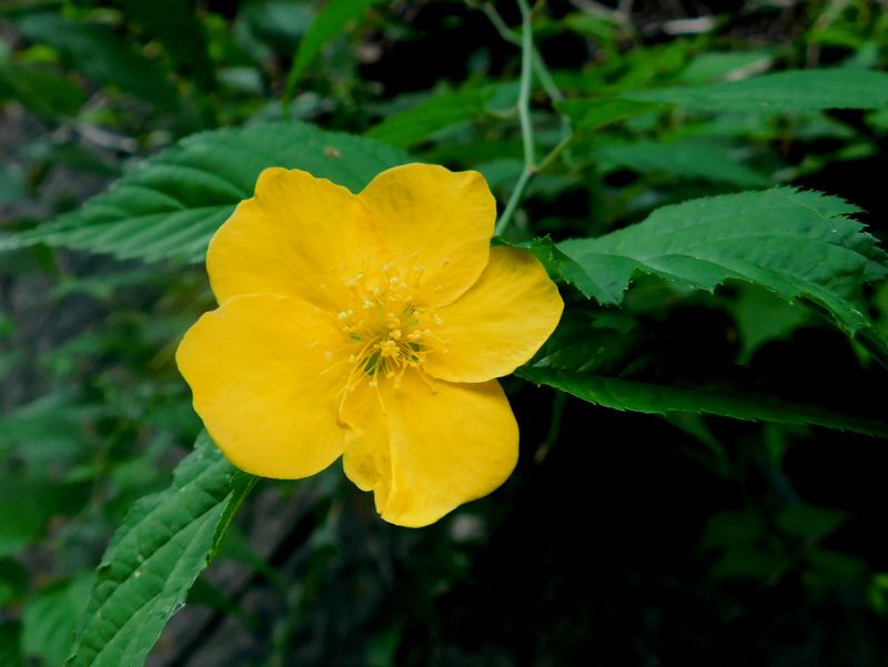 季節外れのヤマブキ