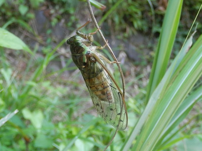 ヒグラシは朝寝坊？