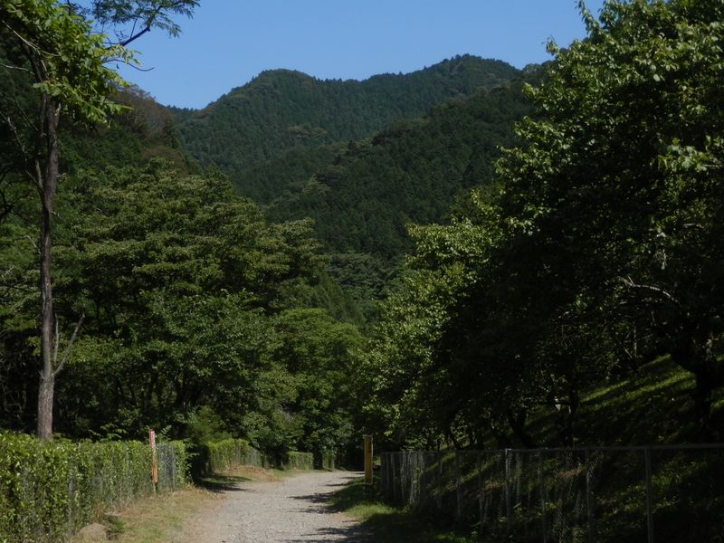 小下沢梅林と北高尾の山