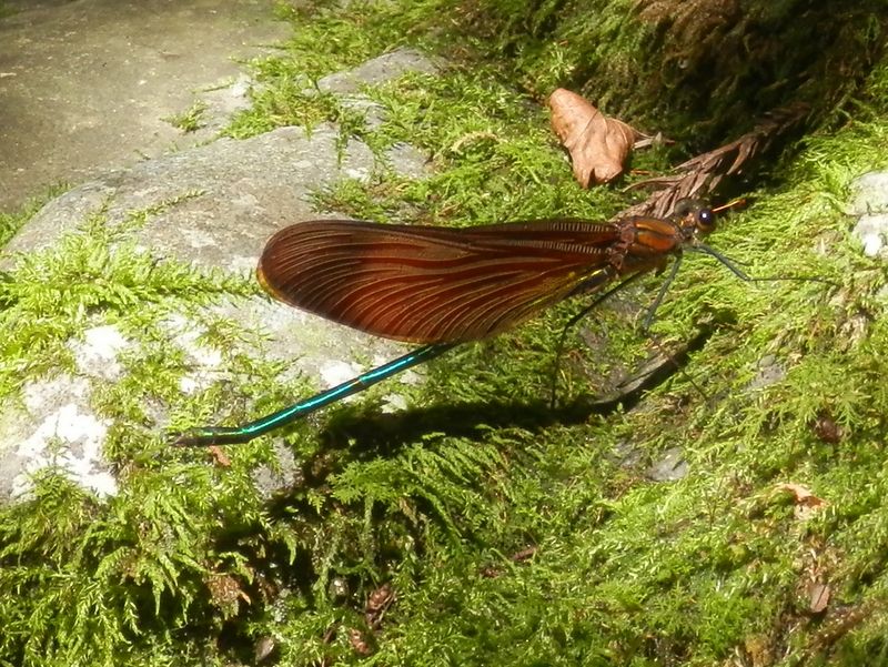 ミヤマカワトンボ