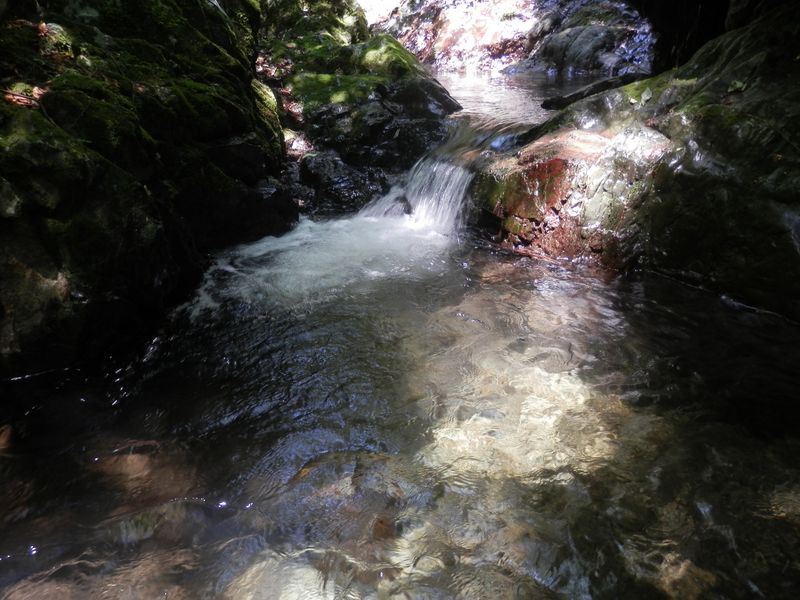 小下沢 -- 魚やカニが写ってくれない