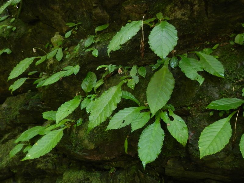 イワタバコは、7月下旬くらいが見頃かな？