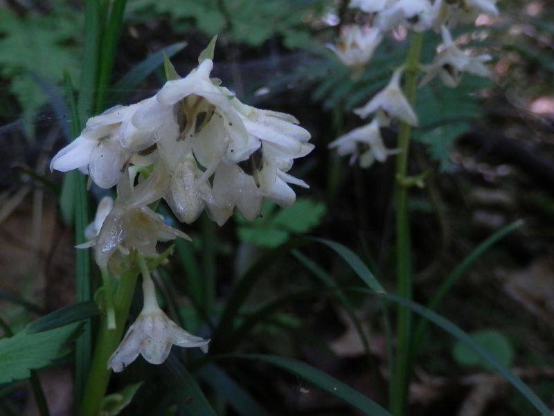 オオバジャノヒゲかな