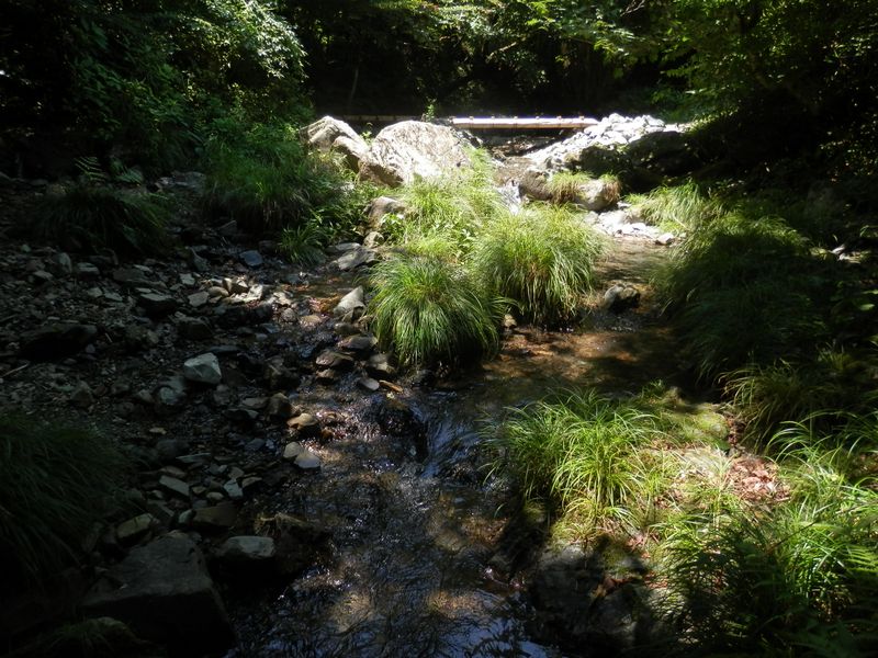 ザリクボの木橋が見える