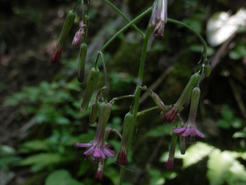 ムラサキニガナ