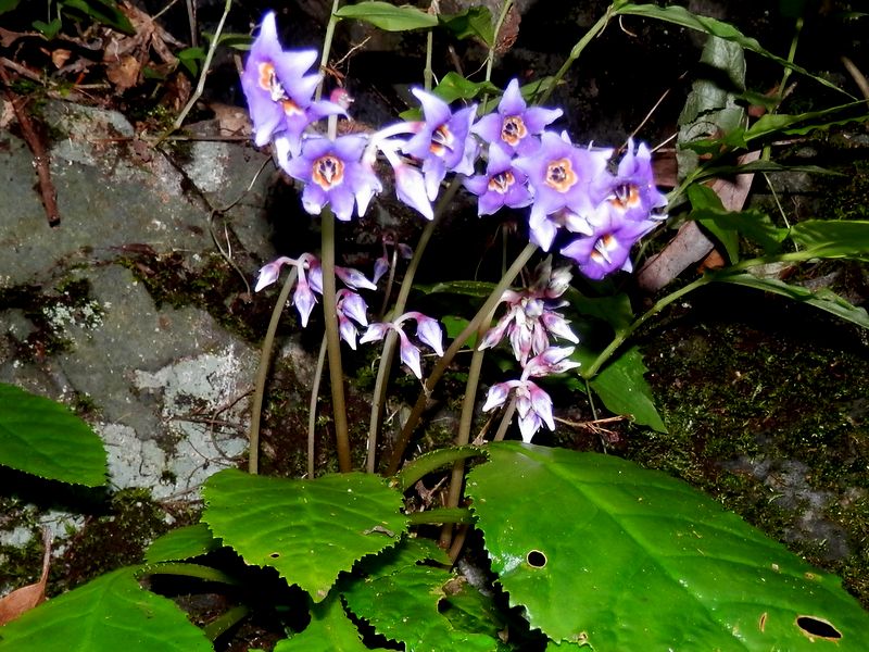 林道のイワタバコ