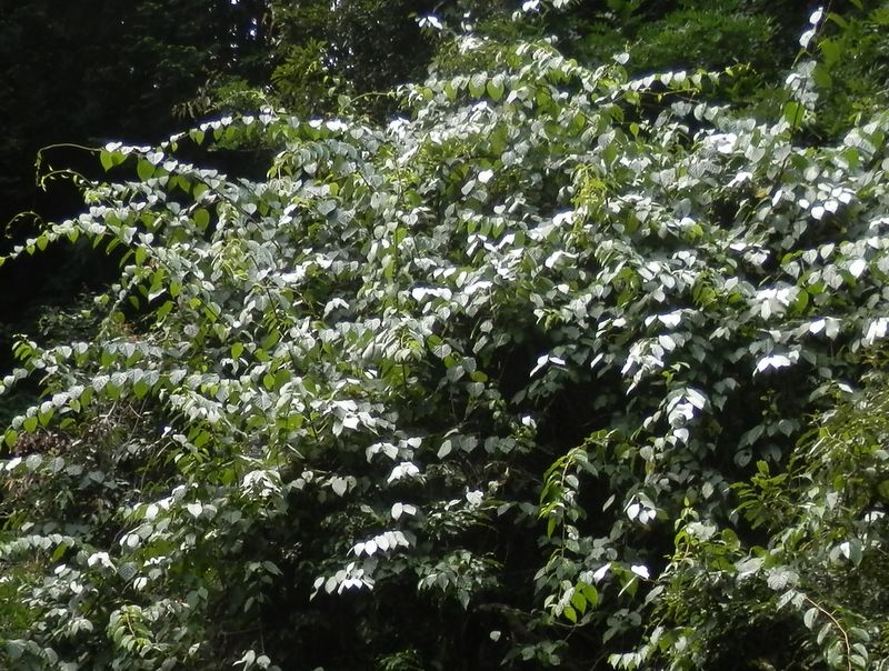 大株のマタタビ