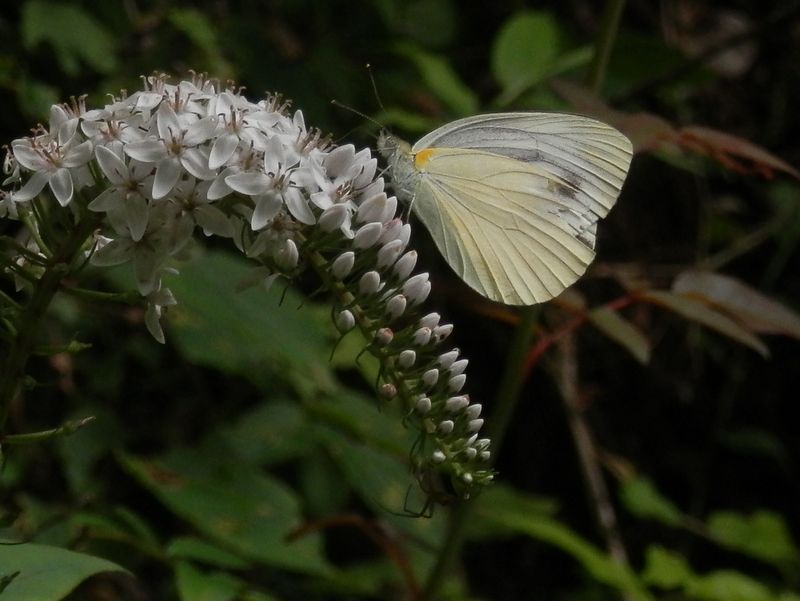 スジグロシロチョウとオカトラノオ
