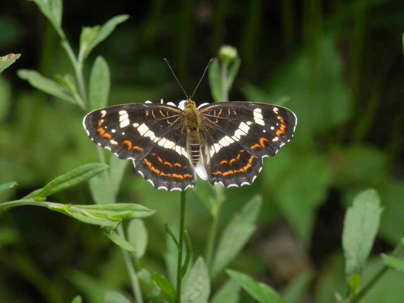 サカハチチョウ（夏型）
