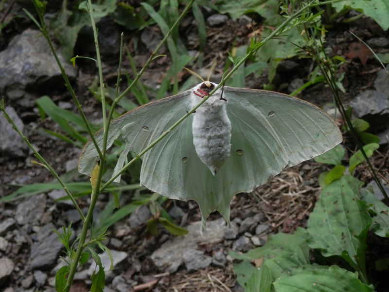 モスラみたいなオオミズアオ