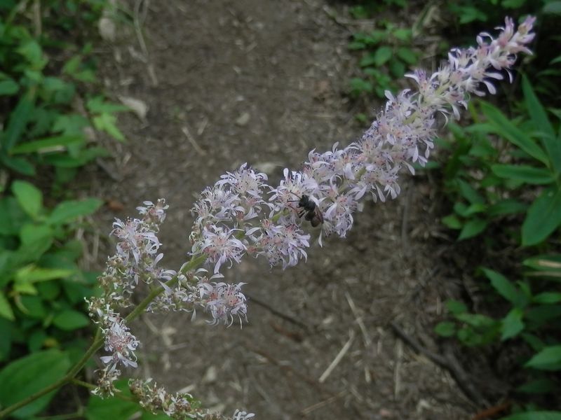 繊細で美しい花、チダケサシ。