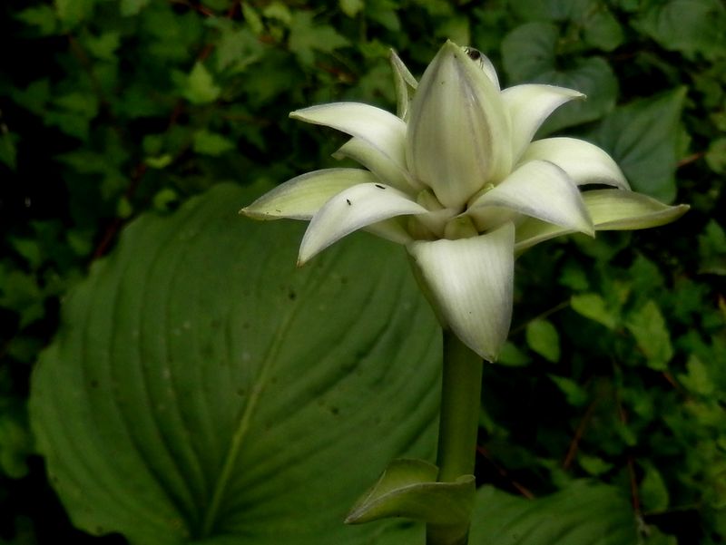 オオバギボウシ