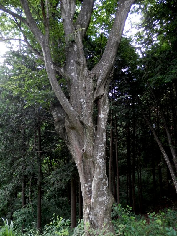複雑な人生を生きて来た木