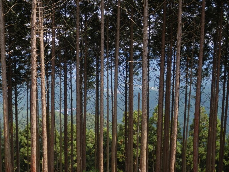 中央自動車道やプレジャーフォレストが見える