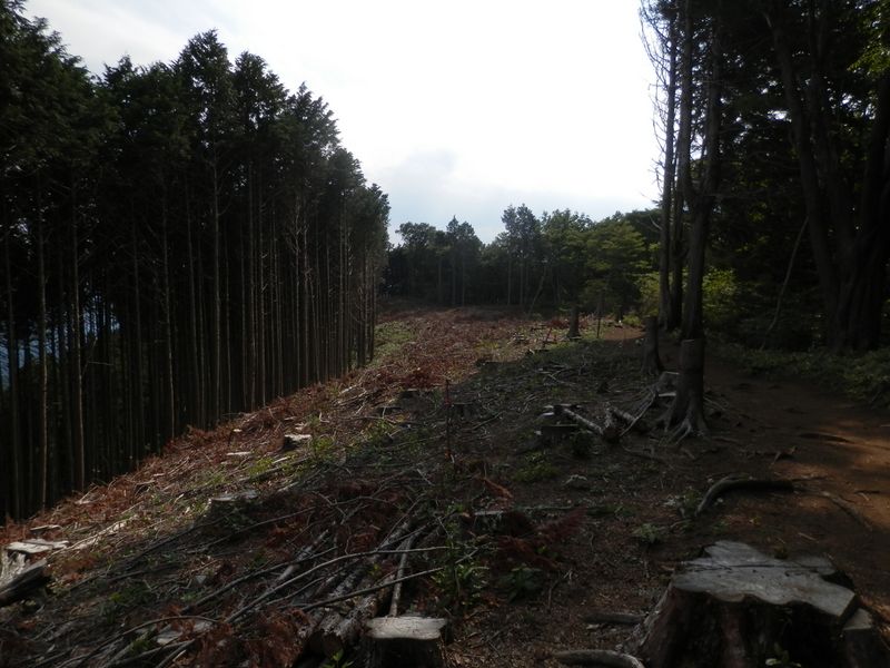 尾根上の伐採地