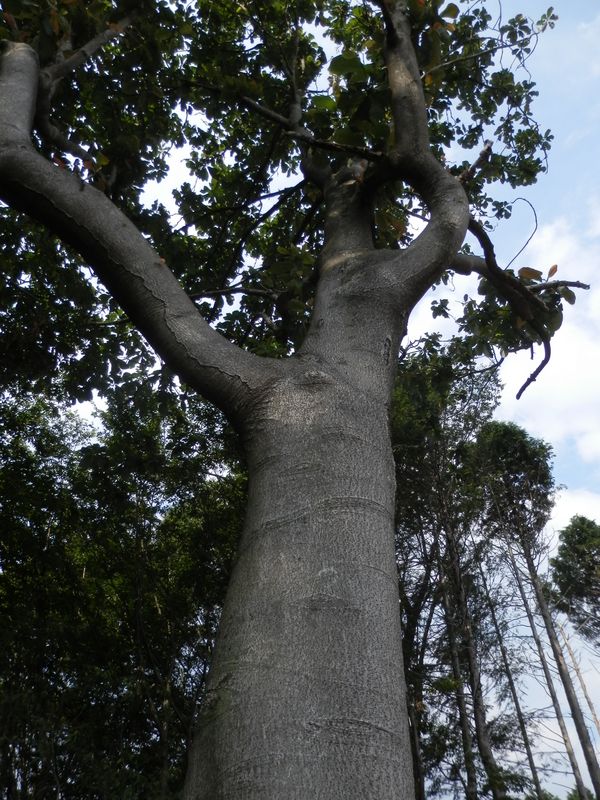 伐採地に立つ大きなホオノキ