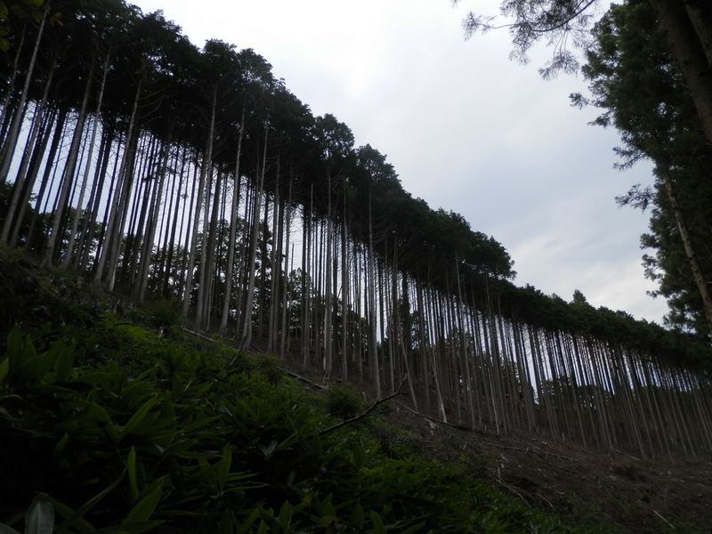 伐採地を見上げる