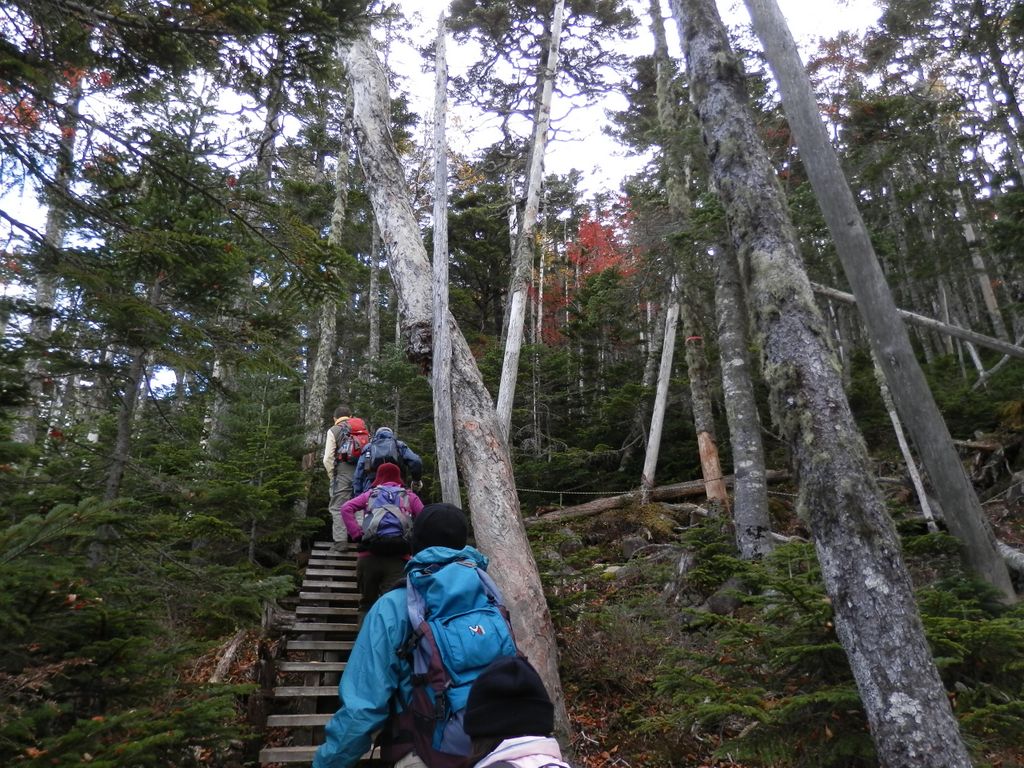 国師ヶ岳 -- シラビソの森に紅い樹も