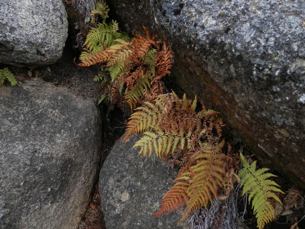国師ヶ岳 -- シダの紅葉？