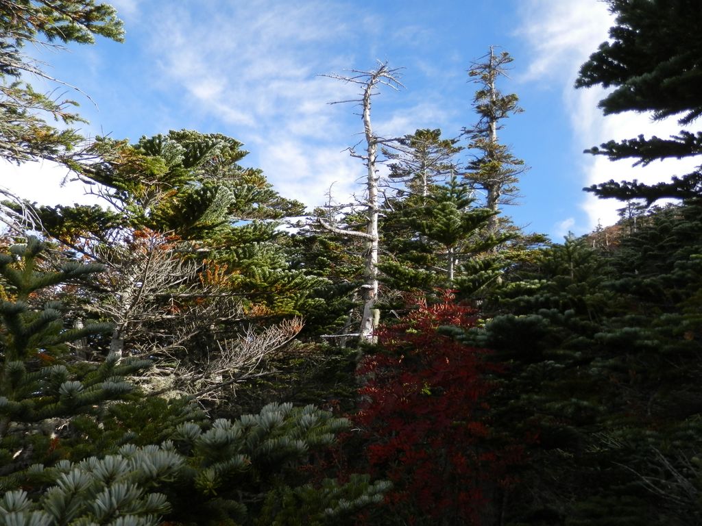 国師ヶ岳 -- 枯れ木も山のにぎわい