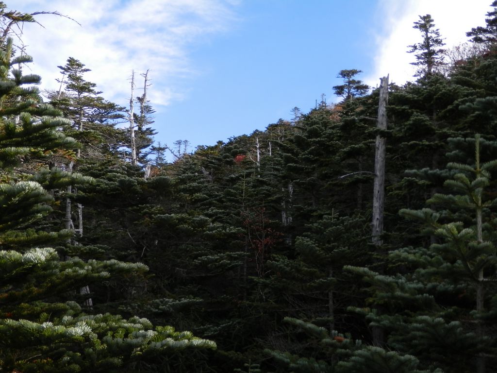 pa132576.jpg (large)