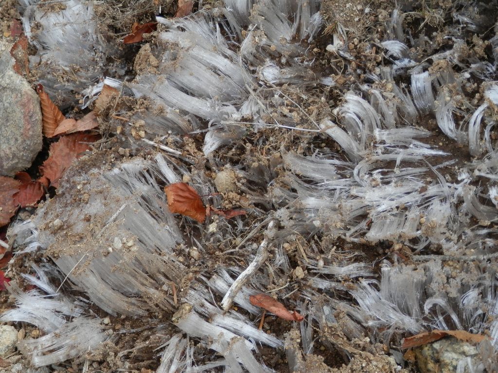 国師ヶ岳 -- 白い飴のように伸びた霜柱