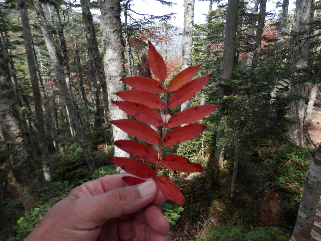 おお、真っ赤だ：ナナカマド