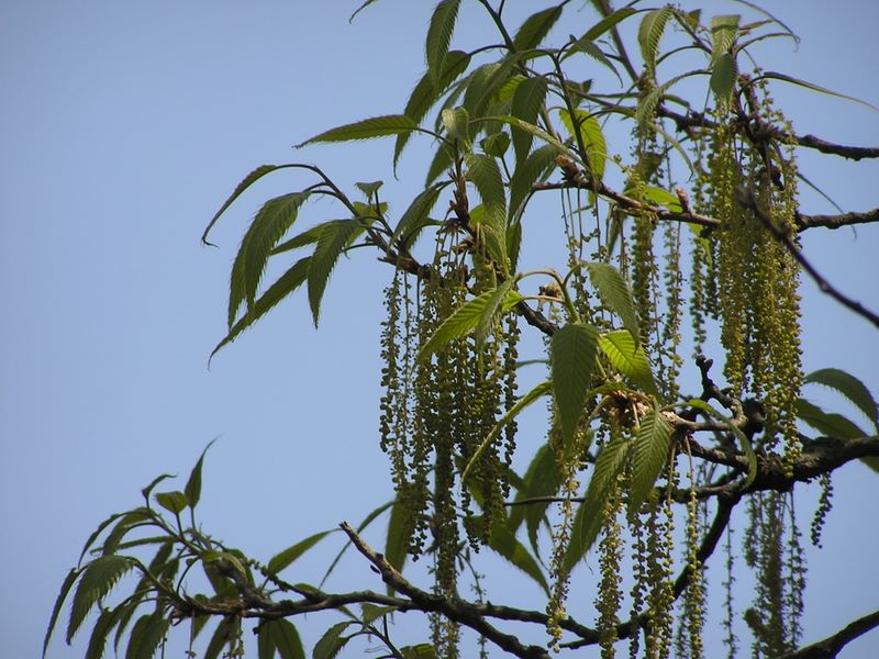 弘法山 -- これが咲くにはまだ早い