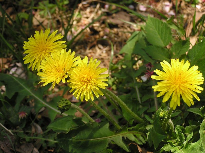 弘法山 -- 暖かくなり、タンポポの茎も長くなって