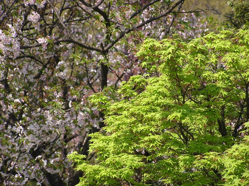 弘法山 -- 今、モミジは緑