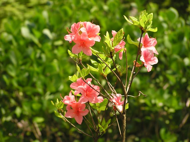 弘法山 -- 桜の次はやはりこれ