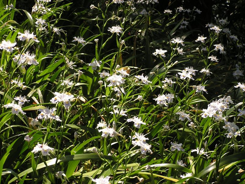弘法山 -- 山頂のシャガ