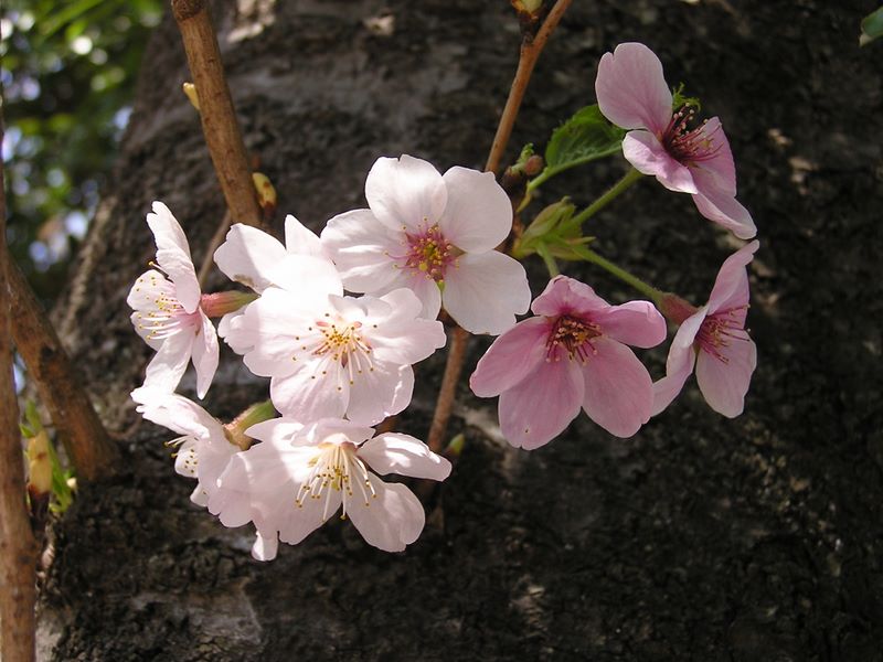 弘法山 -- 散る前の美しさ
