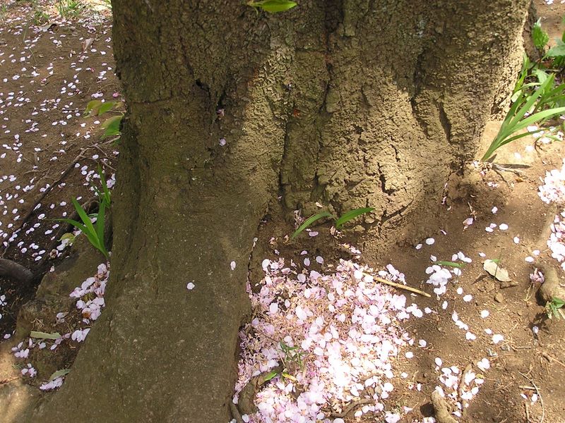 弘法山 -- 花びらの吹き溜まり