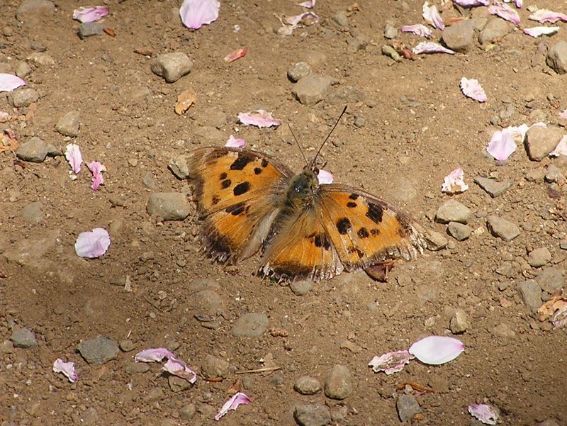 弘法山 -- 翅がボロボロの冬越し蝶