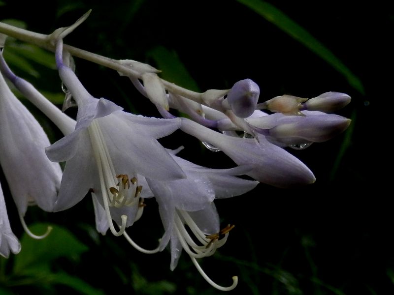 オオバギボウシと露