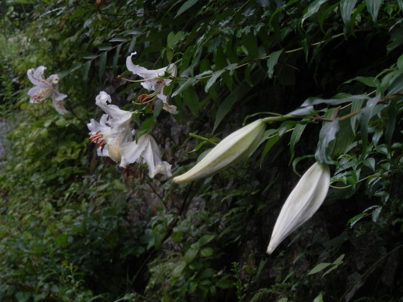 ヤマユリの香り