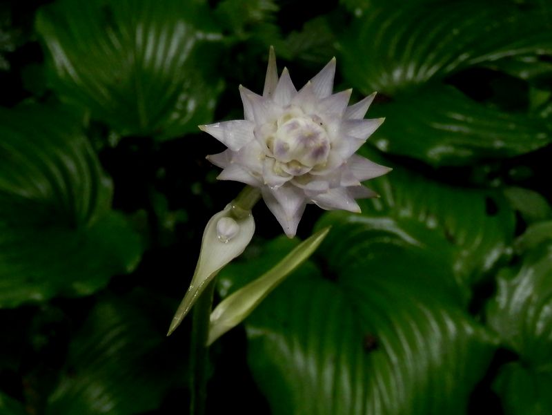 まもなく開花するオオバギボウシ